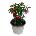 FUCSIA LIMA H50 CM APROX. / BOL