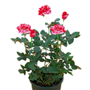 ROSA ABRACADABRA H25 CM APROX. / BOL