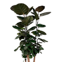 ARALIA NEGRA H100 CM APROX. / BOL