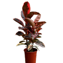 CAUCHO ROJO H150 CM APROX. / BOL