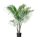 PALMERA BRUJA H350 CM APROX. / BOL