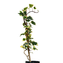 HIEDRA BLANCA VERTICAL H50 CM APROX. / BOL