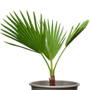 PALMERA ABANICO H25 CM APROX. / BOL