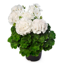 GERANEO COLOMBIANO BLANCO H25 APROX. / BOL