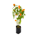 ABUTILON H25 CM APROX. / BOL