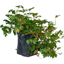 CISSUS VERTICAL H100 CM APROX. / BOL